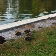 As we were riding our bikes to work and school this morning we stopped to say hello to our newest residents, four goslings.  They have been waddling around the park...