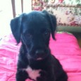 A sweet puppy was found Monday on Holly Lane. If you are missing your dog, take a look at the picture, it might be yours. Sweet dog with no collar...