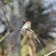 A selection of birds seen in San Marco this past weekend…