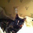 Calico Cat Lost on Arbor Lane A friendly cat named Callie was lost on Arbor Lane last week. Callie is a female calico with a white stripe on her nose, see her picture for reference. She...