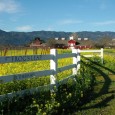 What will you do with YOUR extra day in 2012? Join Bistro AIX on Wednesday, February 29th to celebrate Leap Year in style with a wine showcase event featuring the wines of Frog’s Leap and an inventive pairing menu from...